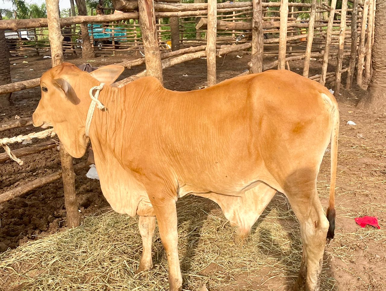 Ferme ivoirienne