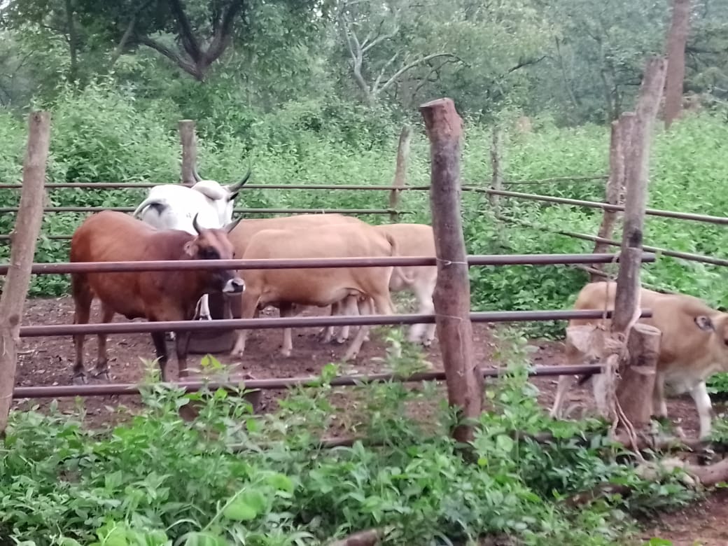Visite de la ferme